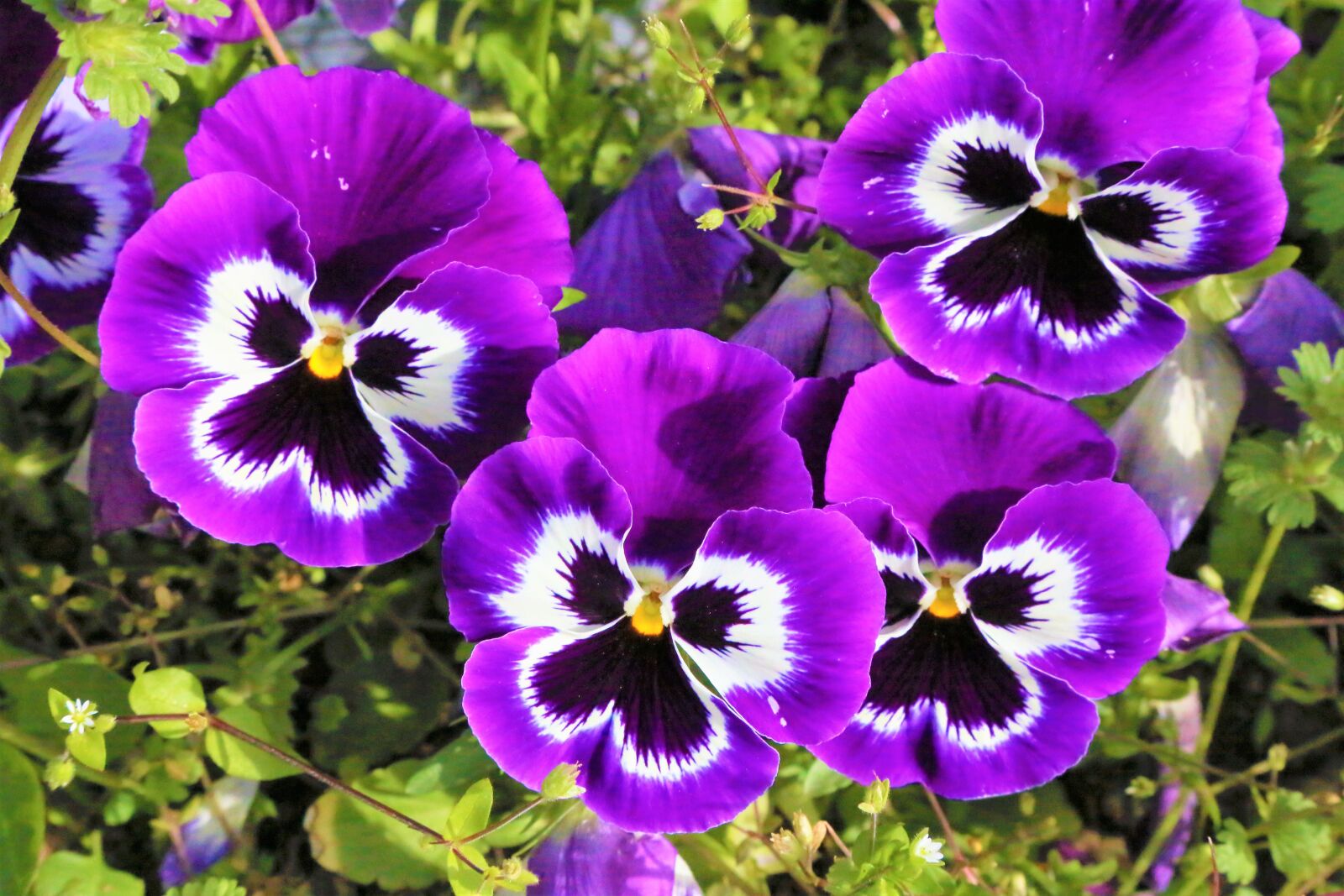 Canon EF 24-105mm F4L IS USM sample photo. Nature, flowers, spring photography