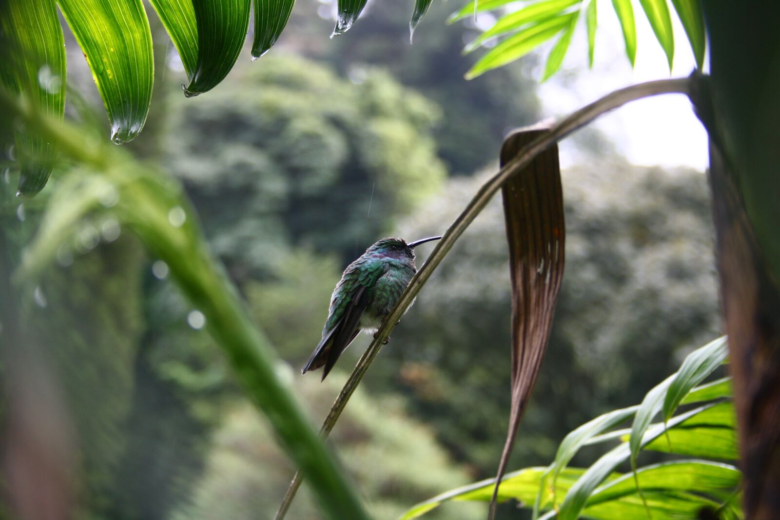 Canon EOS 1000D (EOS Digital Rebel XS / EOS Kiss F) sample photo. Hummingbird, panama, bird photography