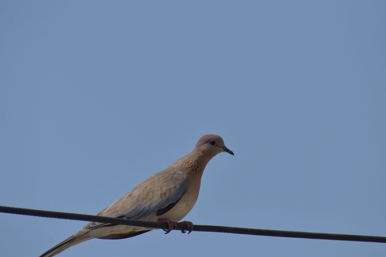 Nikon D5600 sample photo. Mourning dove, columbidae, brown photography