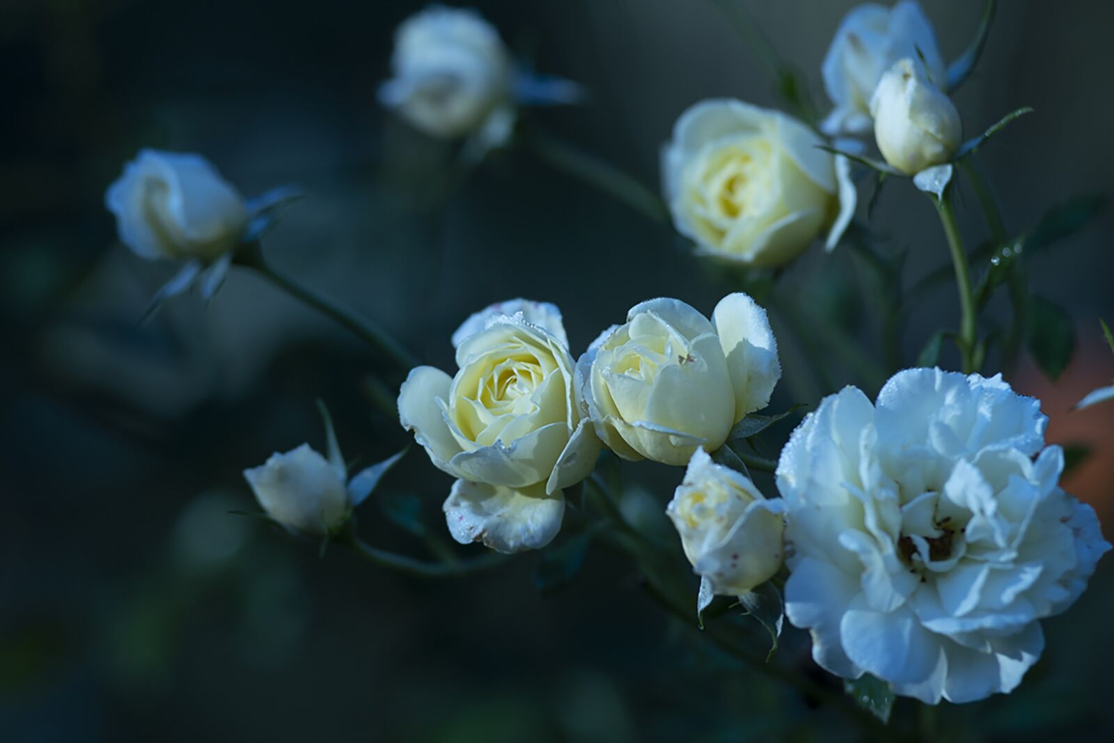 Nikon D7500 sample photo. Roses, buds, flowers photography