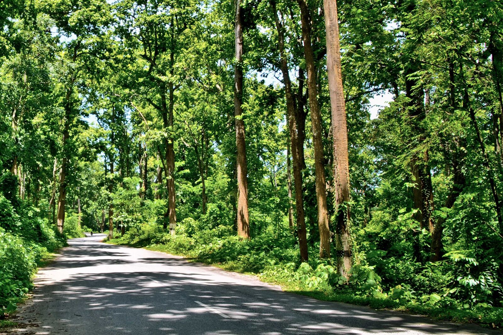 Nikon D7000 sample photo. Forest, dense, thick photography