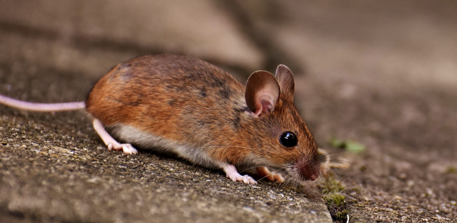 Nikon D7200 sample photo. Wood mouse, rodent, nager photography