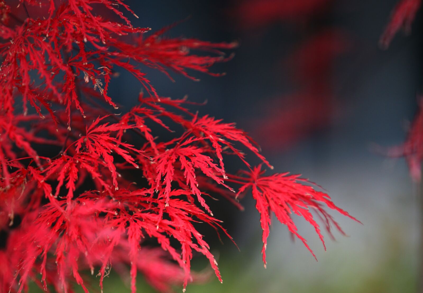 Canon EOS 5D sample photo. Autumn leaves, autumn, red photography
