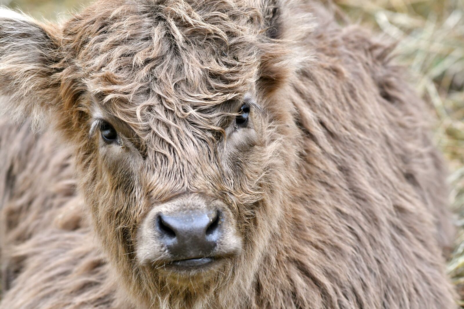 Nikon D500 sample photo. Calf, muzzle, eyes photography