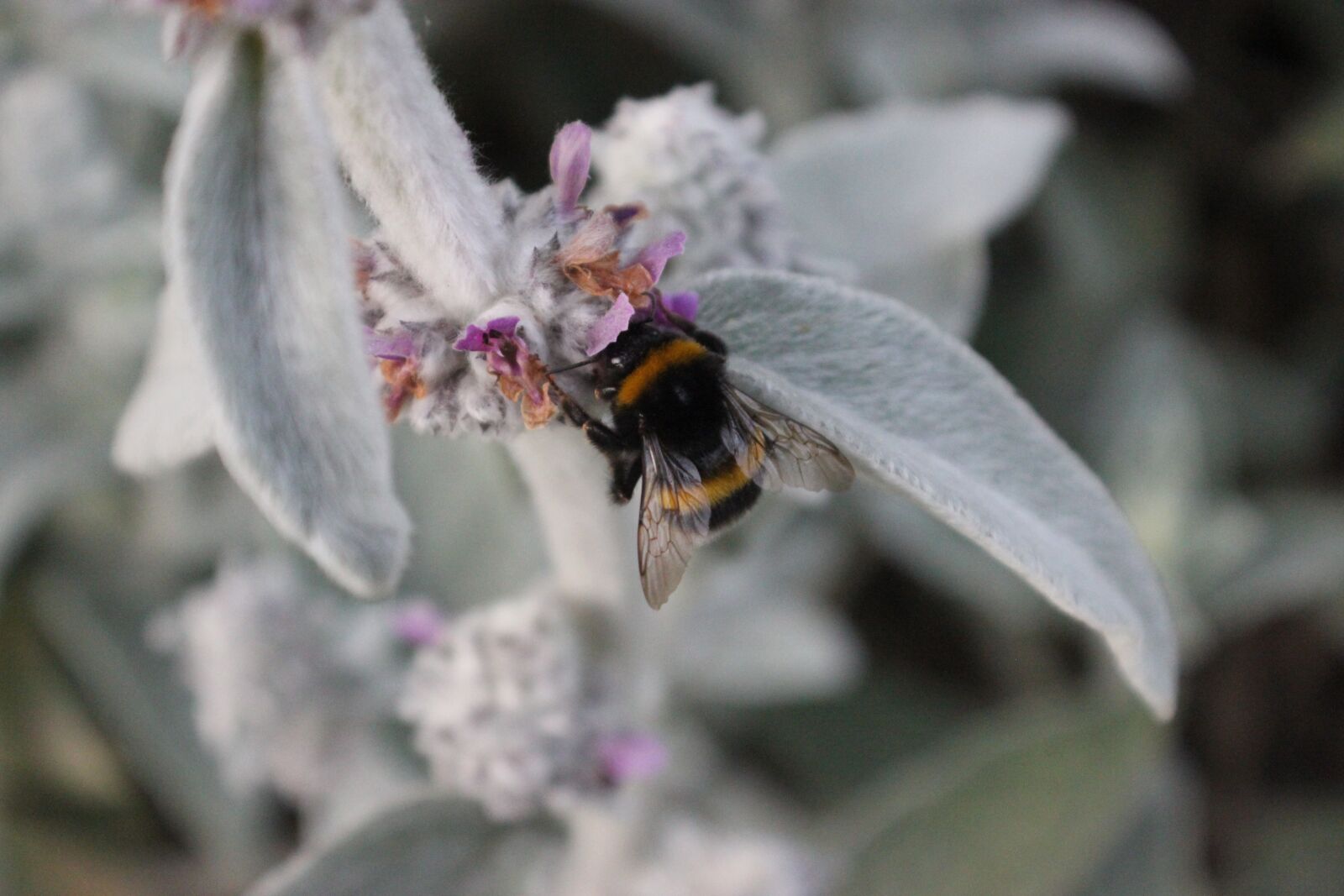 Canon EOS 550D (EOS Rebel T2i / EOS Kiss X4) sample photo. Bee, flower, grey photography