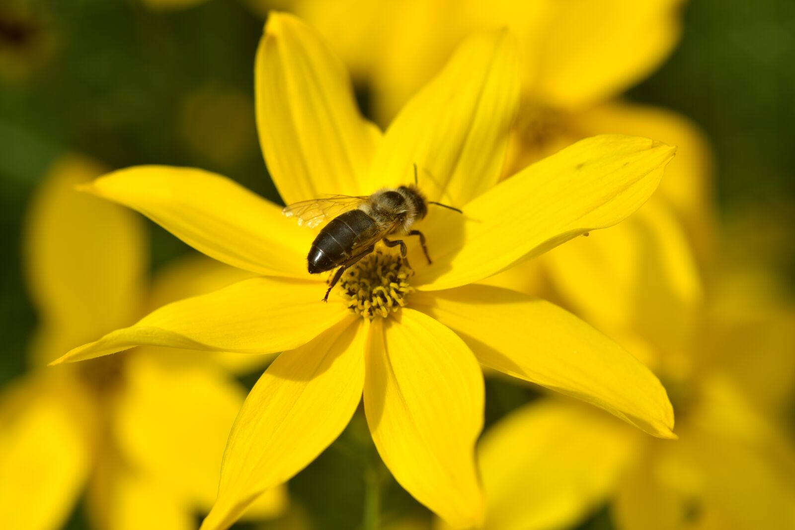 Nikon D750 sample photo. Sunflower, small, yellow photography