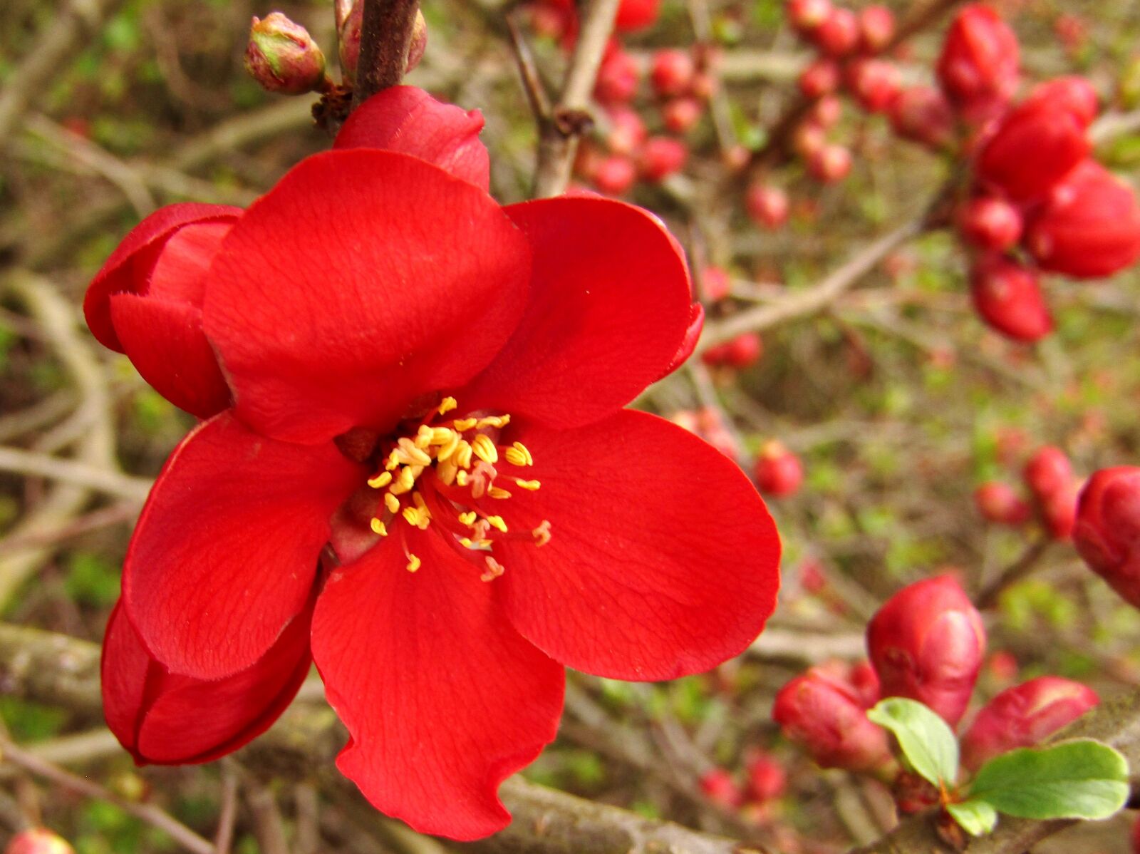 Canon POWERSHOT SX432 IS sample photo. Japanese zzierquitte, red, spring photography