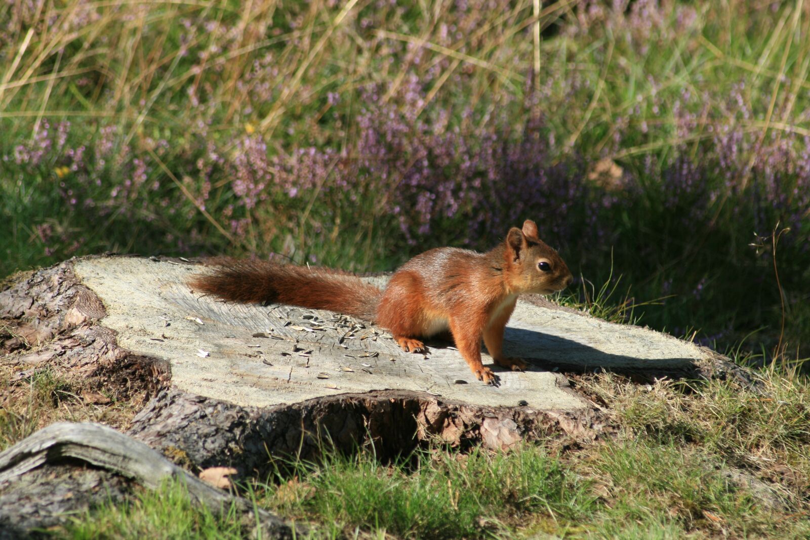 Canon EOS 400D (EOS Digital Rebel XTi / EOS Kiss Digital X) sample photo. Animals, squirrel, nature photography