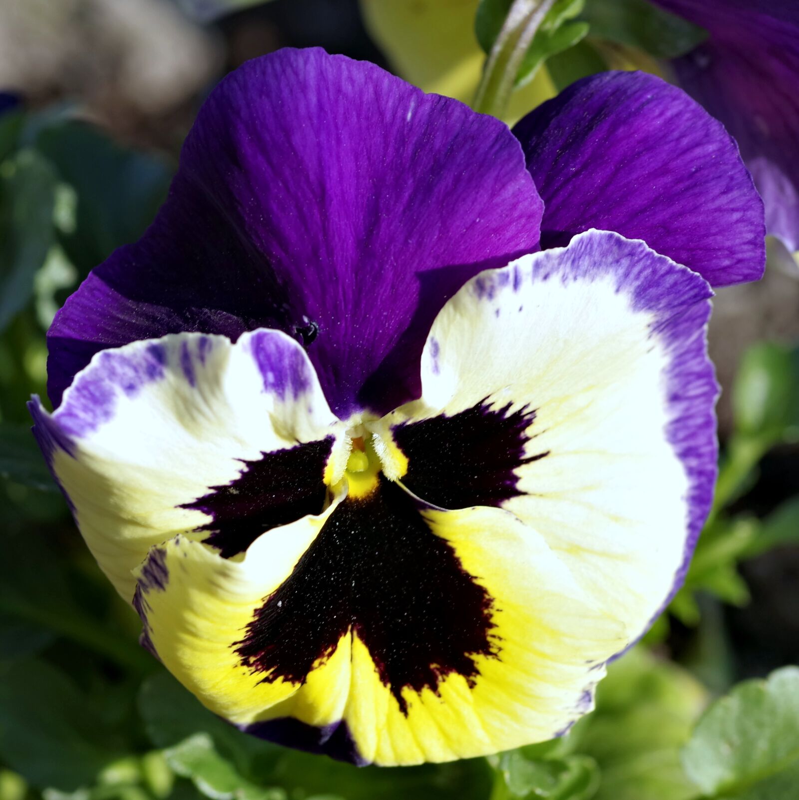 Pentax K-S2 sample photo. Pansy, flower, blue photography