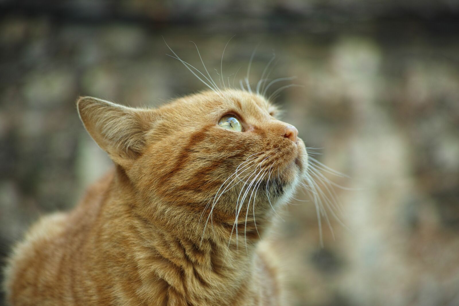Sigma DP3 Merrill sample photo. Cat, yellow, animal photography
