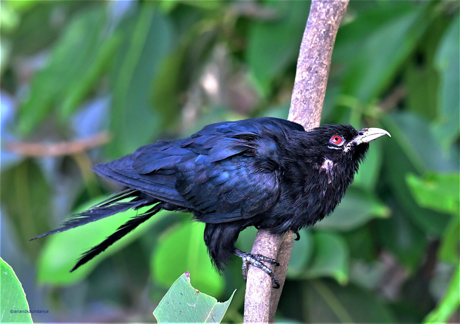 Nikon D500 sample photo. Indian koel, mumbai, india photography