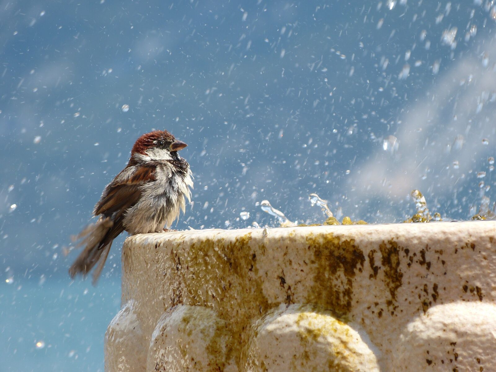 Panasonic Lumix DMC-FZ150 sample photo. Bird, drop of water photography