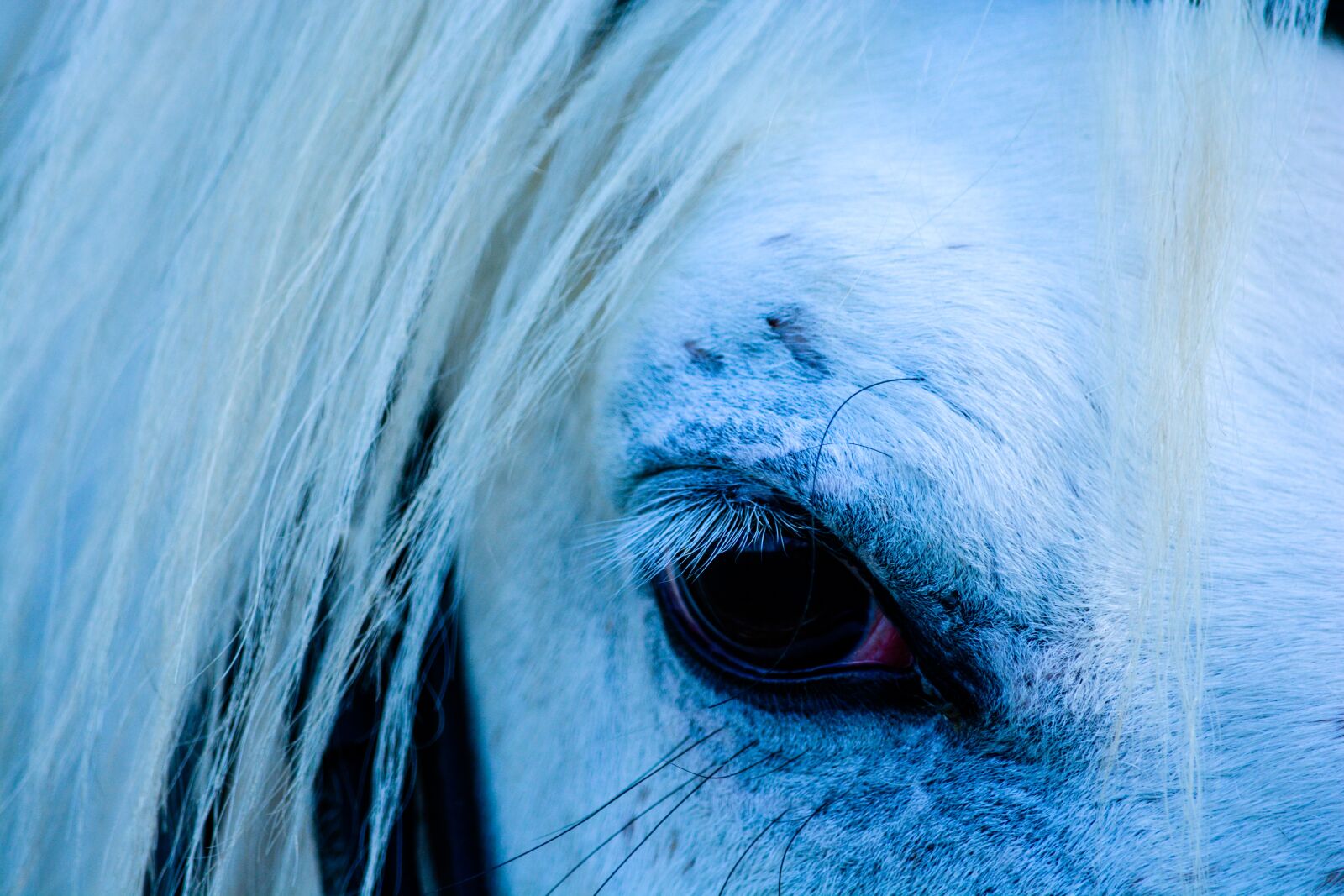 Nikon D5200 sample photo. Horse, eye, white photography