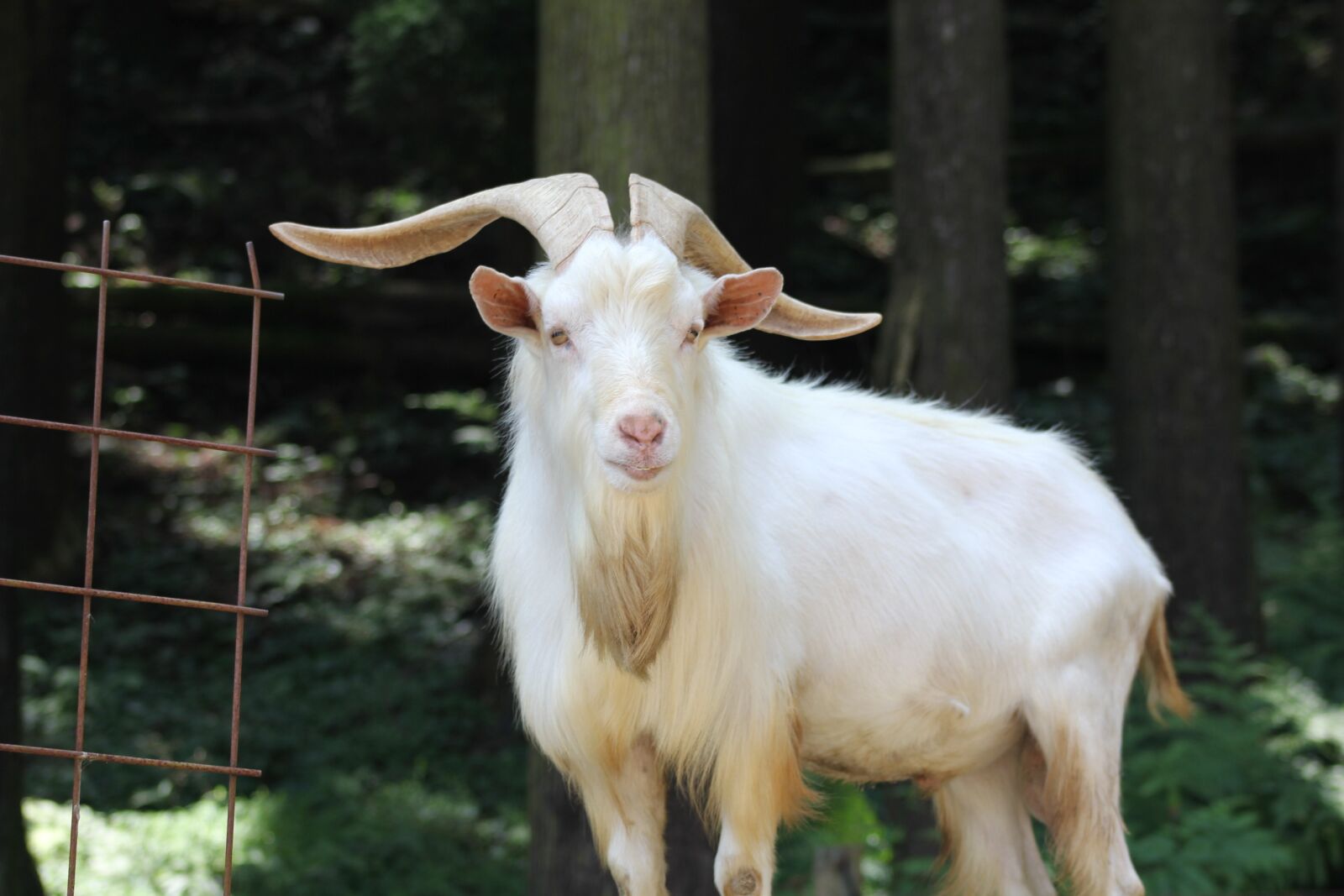 Canon EOS 550D (EOS Rebel T2i / EOS Kiss X4) sample photo. Goat, animal, zoo photography