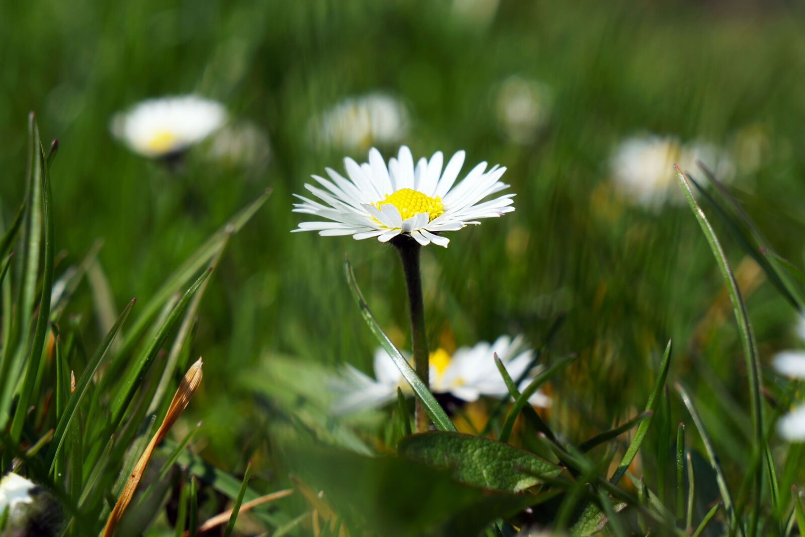 Sony Alpha NEX-5N + Sony E 18-55mm F3.5-5.6 OSS sample photo. Daisy, flower, white photography