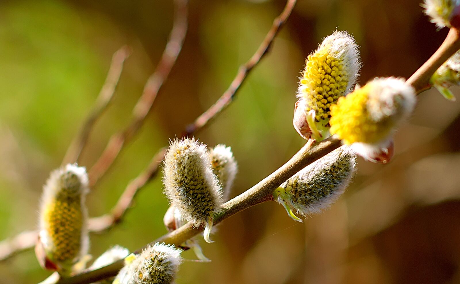 Nikon D3300 sample photo. Willow catkin, flowers, spring photography