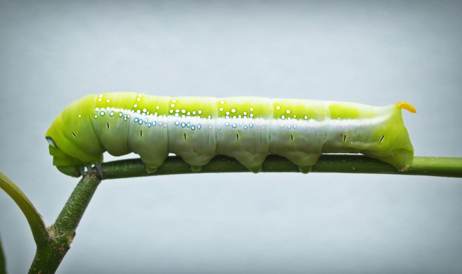 Olympus E-300 (EVOLT E-300) sample photo. Green, worm, closeup photography