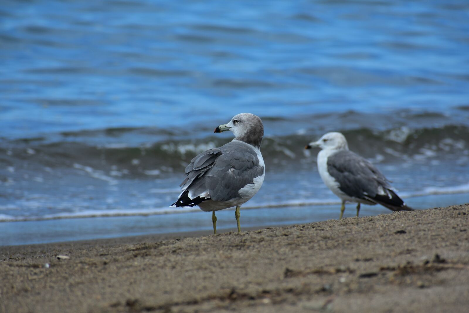Nikon D7200 sample photo. Animal, sea, beach photography