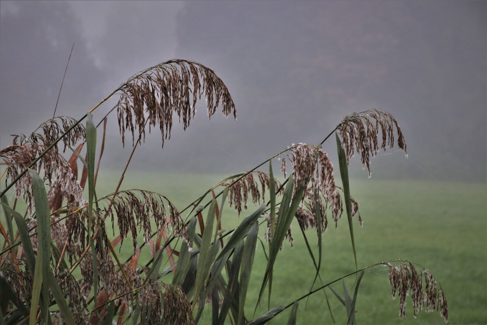Canon EOS 80D sample photo. Grass, the silence, after photography