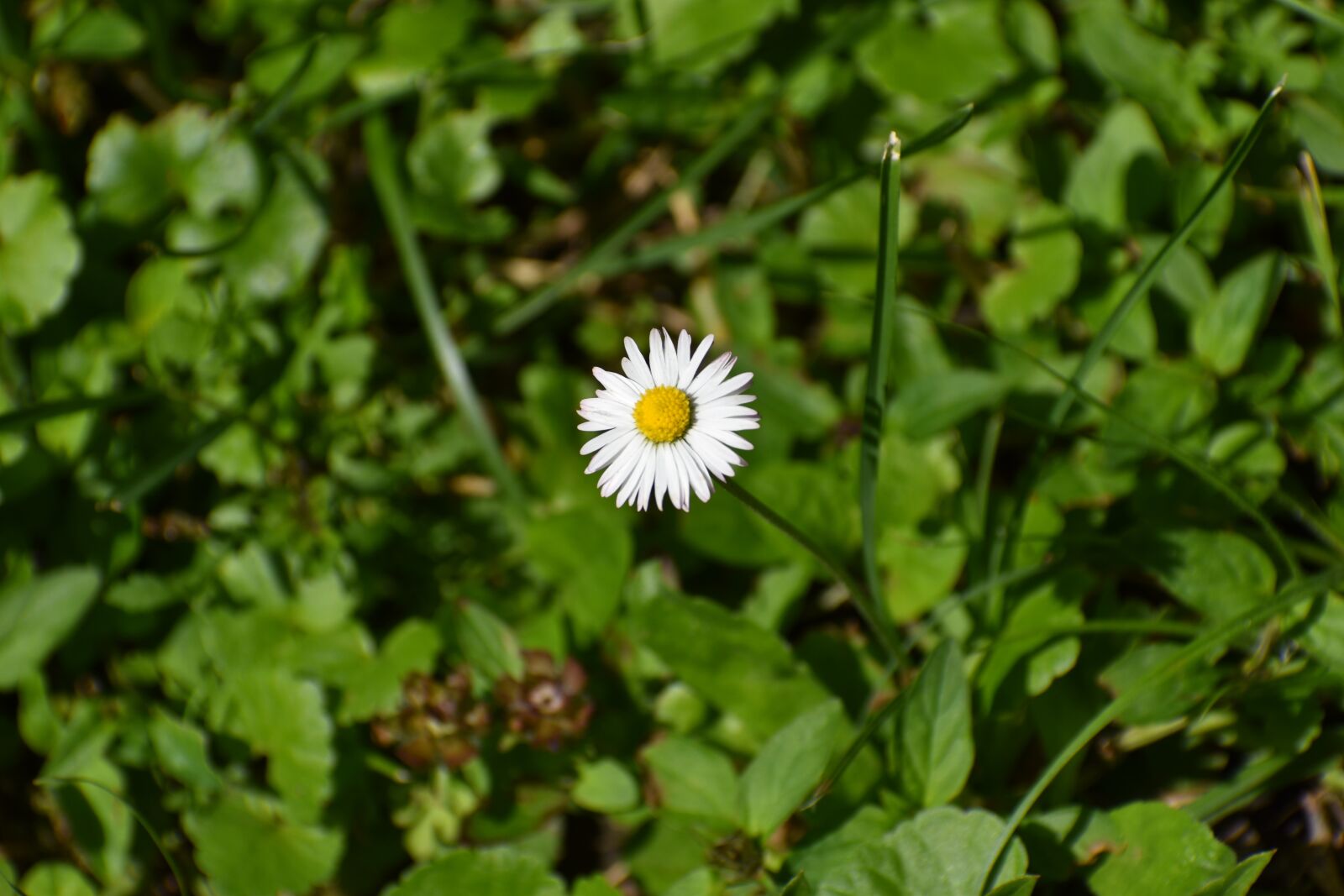 Nikon D3500 sample photo. Flowers, spring, flora photography