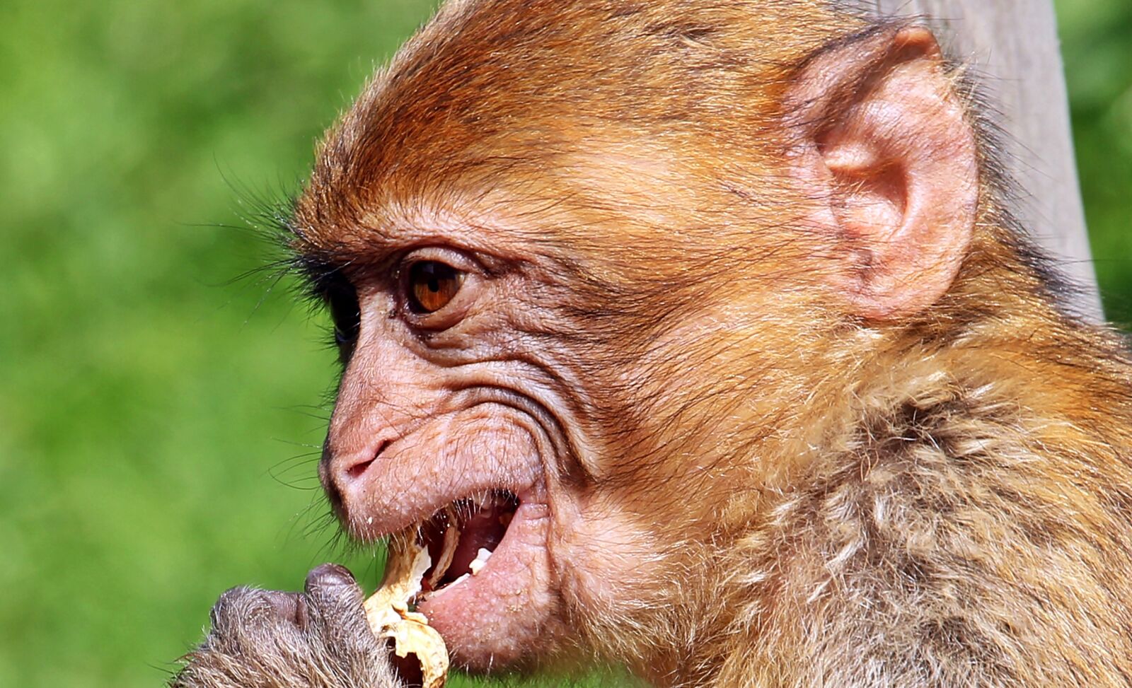 Canon EOS 550D (EOS Rebel T2i / EOS Kiss X4) sample photo. Barbary ape, monkey, primate photography