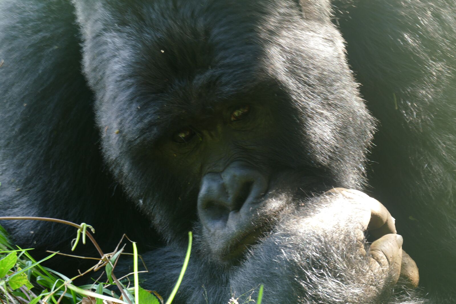 Panasonic Lumix DMC-FZ1000 sample photo. Africa, gorilla, primate photography
