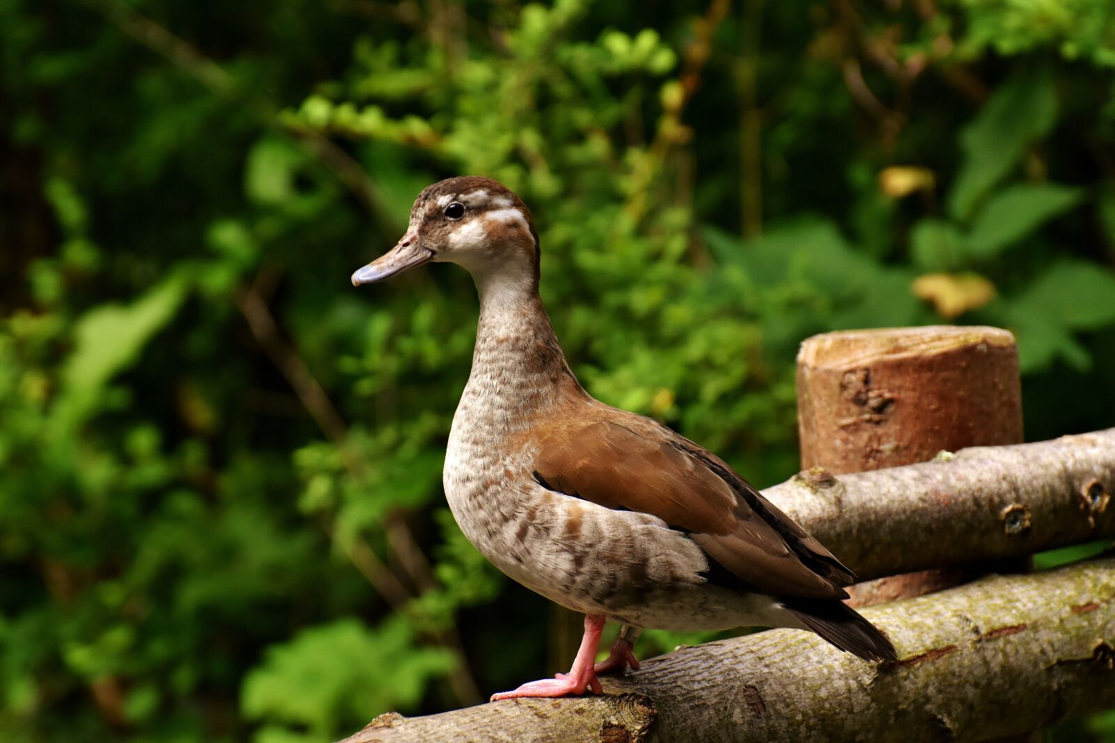 Nikon D7200 sample photo. Duck, water bird, animal photography