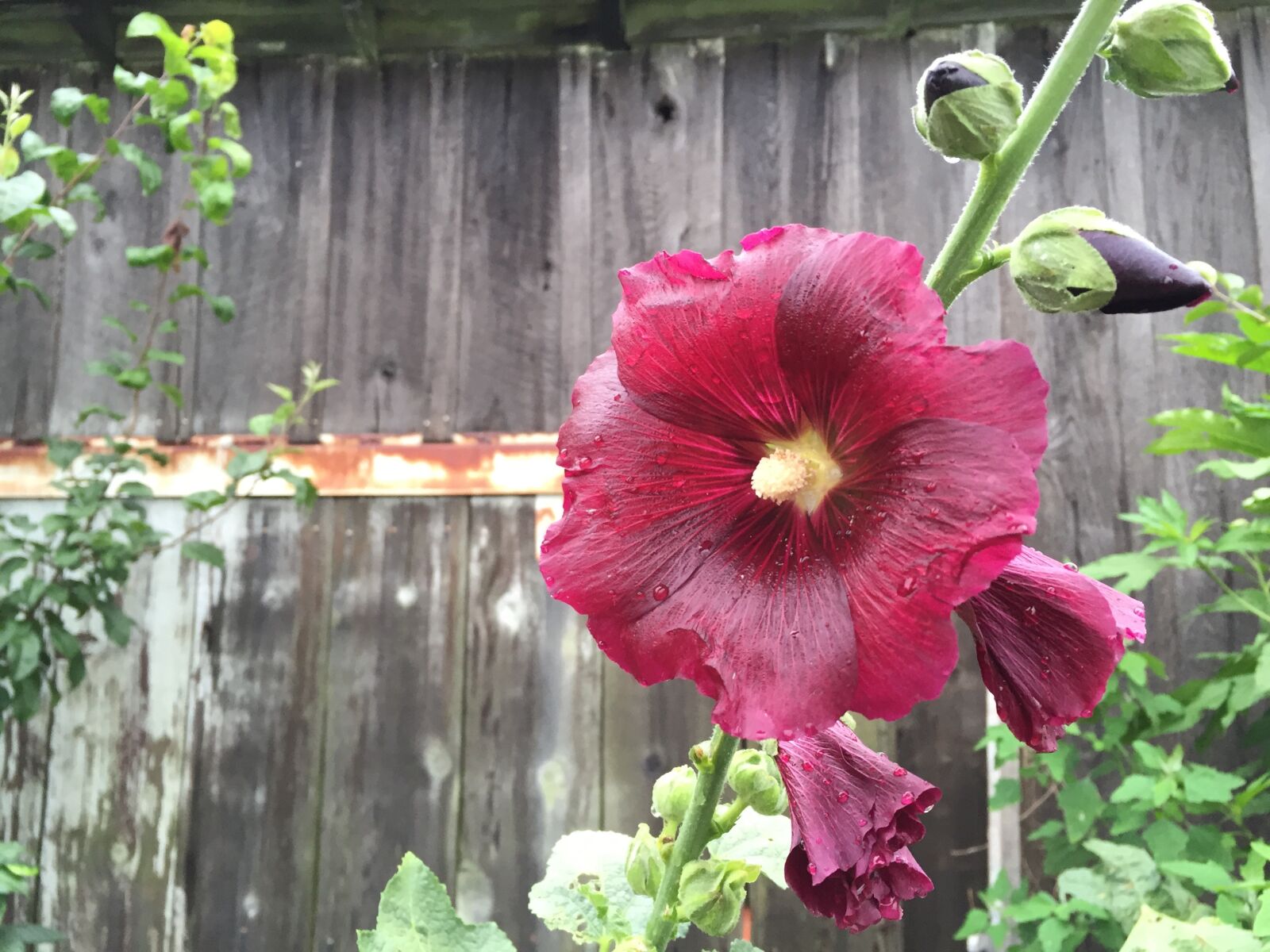 Apple iPhone 6 sample photo. Farm, hollyhock, flower photography