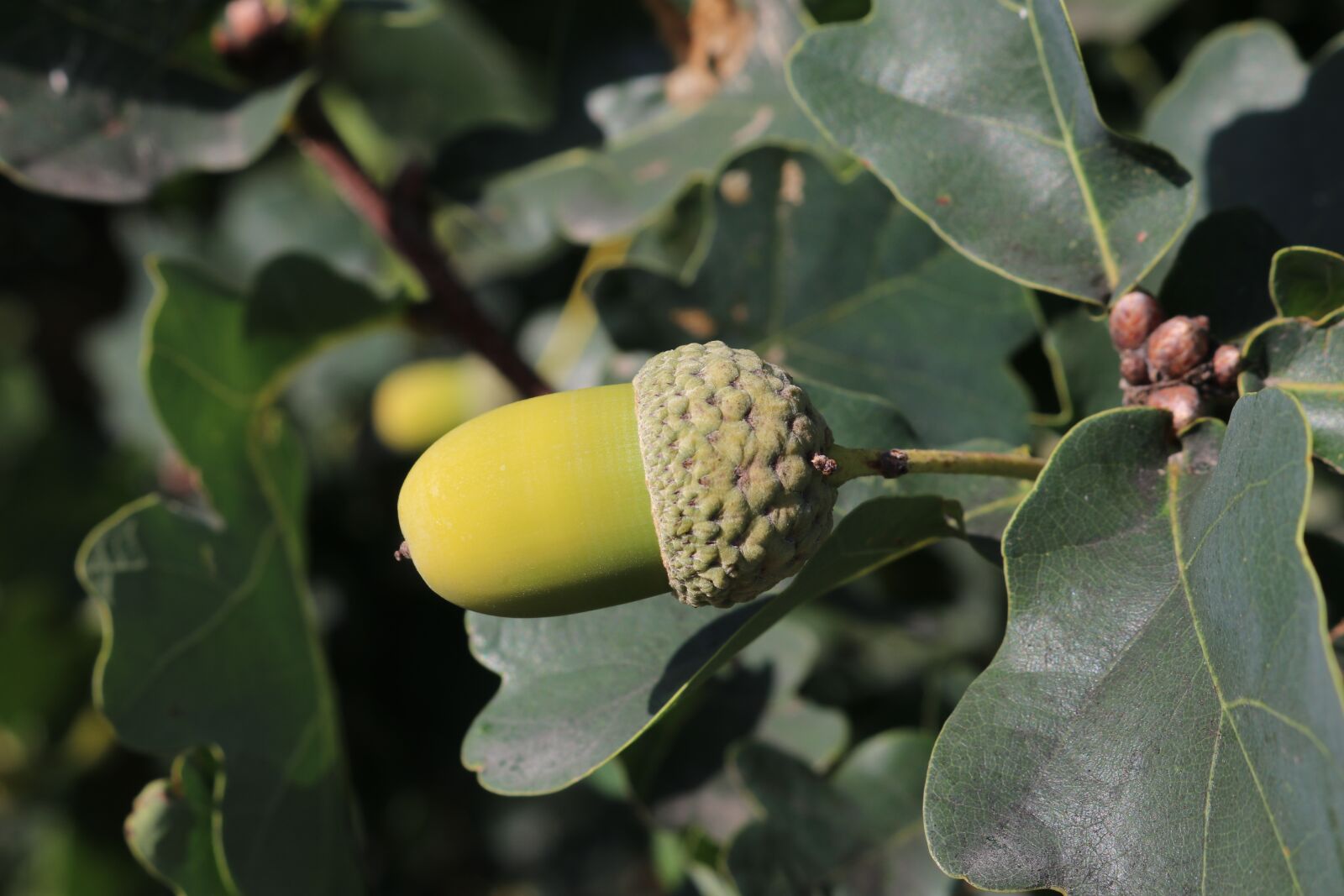 Canon EOS 80D sample photo. Acorn, green, nature photography