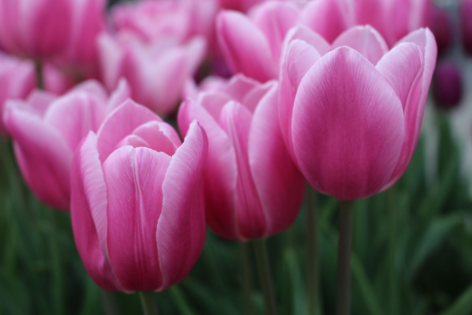 Canon EOS 700D (EOS Rebel T5i / EOS Kiss X7i) sample photo. Tulip, flower, nature photography