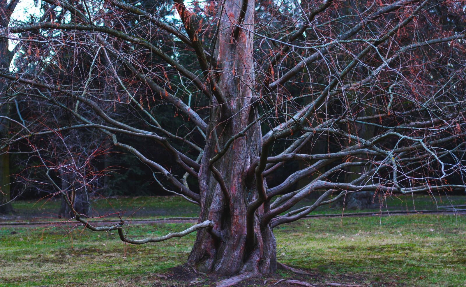 Canon EF 50mm F1.8 STM sample photo. Tree, branch, aesthetic photography