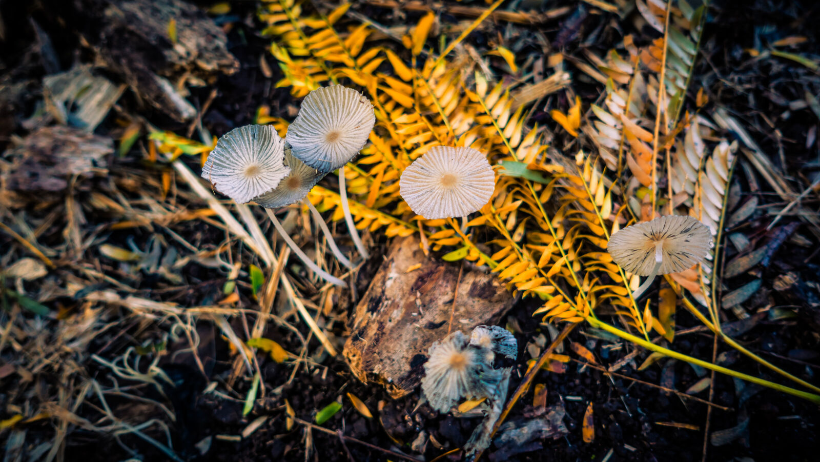 Sony Cyber-shot DSC-RX100 IV sample photo. Forest, leaves, macro, photo photography