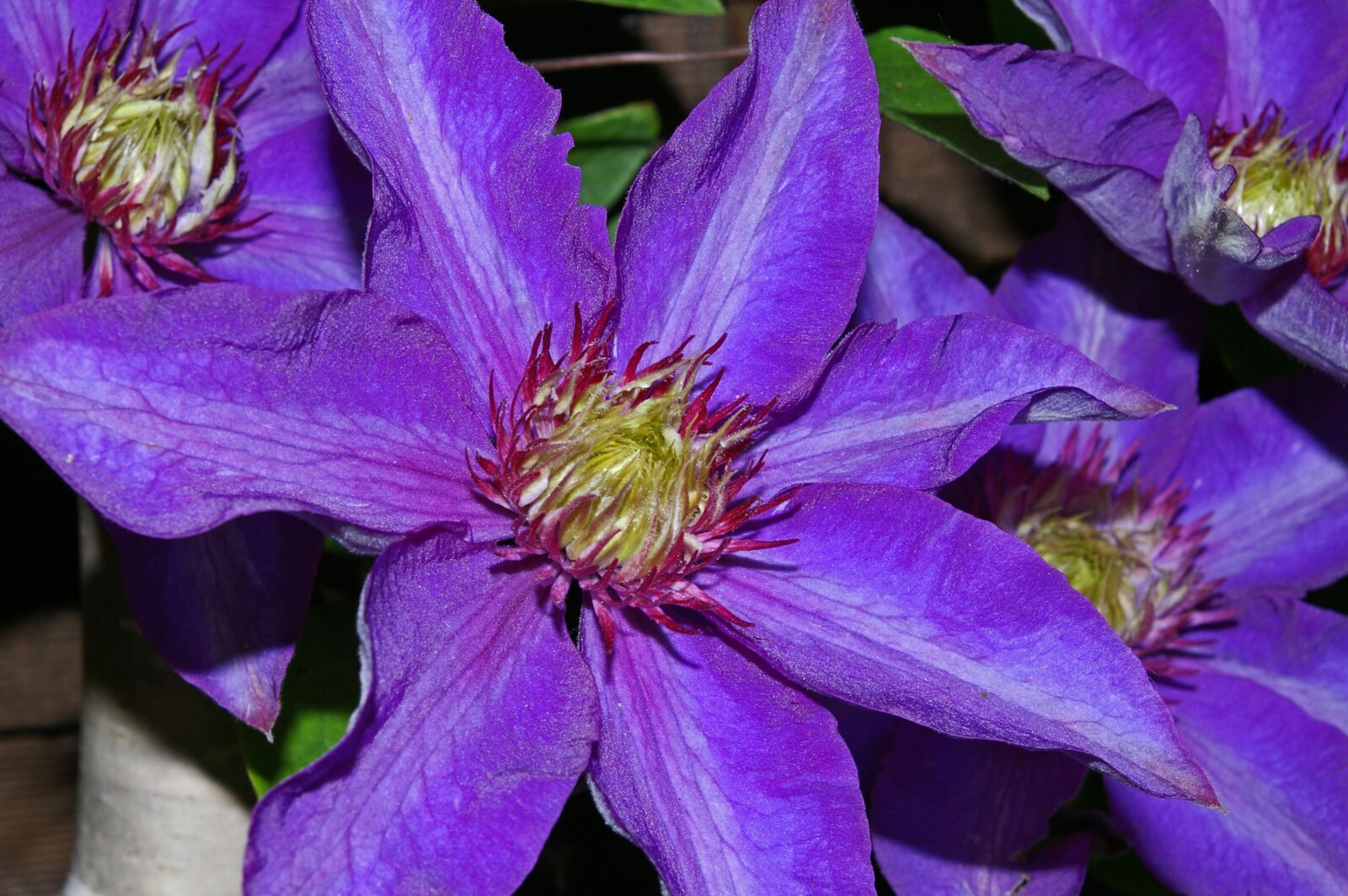 Pentax *ist DL2 sample photo. Clematis, clematis flower, petals photography