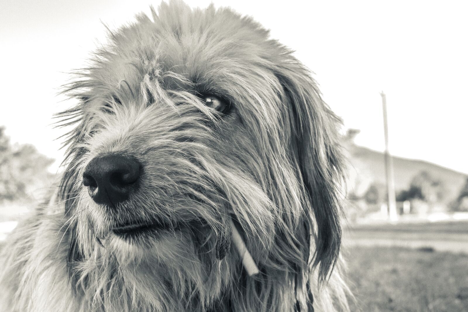 Nikon D3300 sample photo. Animal, animal body part photography