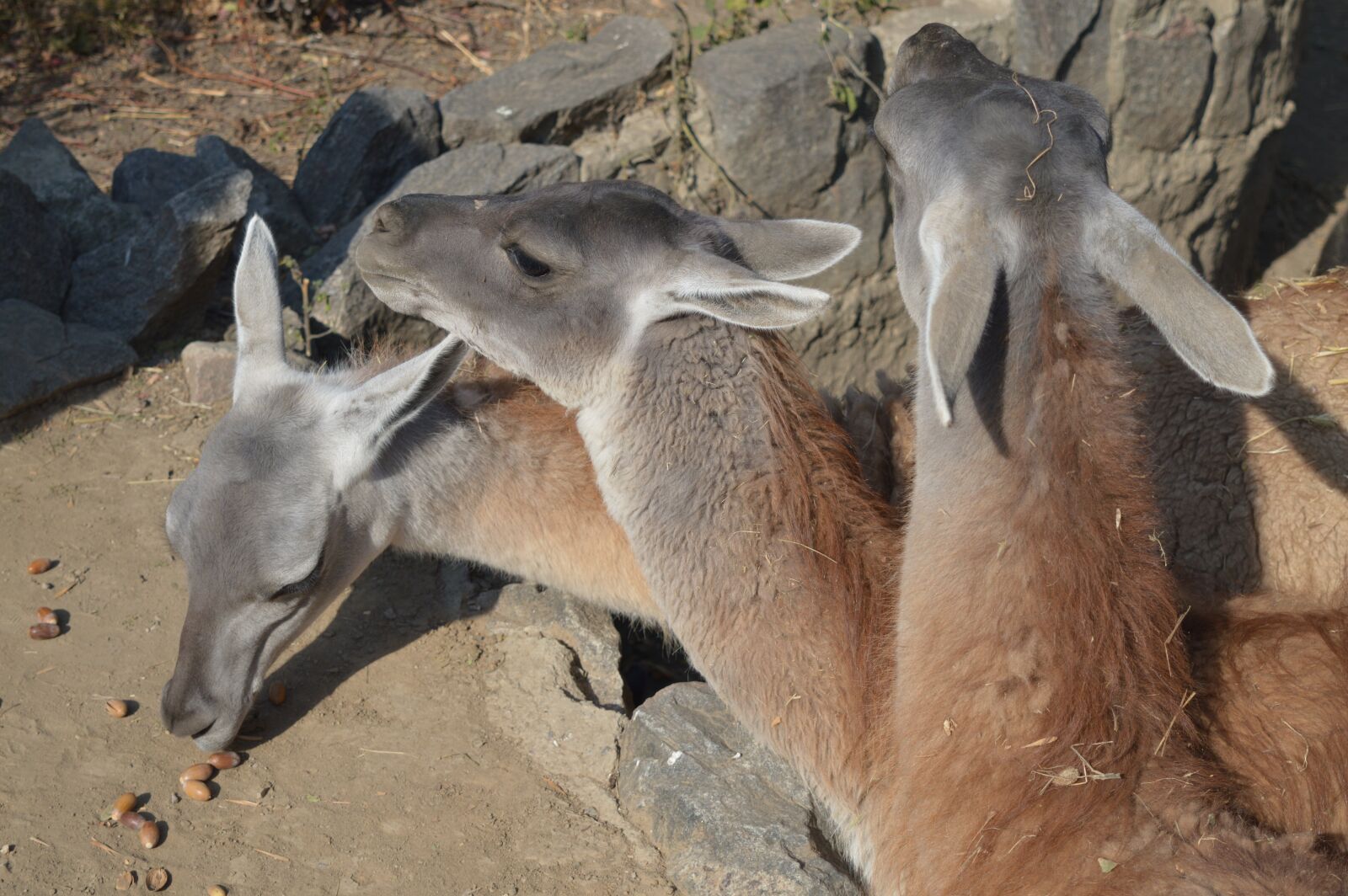 Nikon D3200 sample photo. Animals, eat, wildlife photography