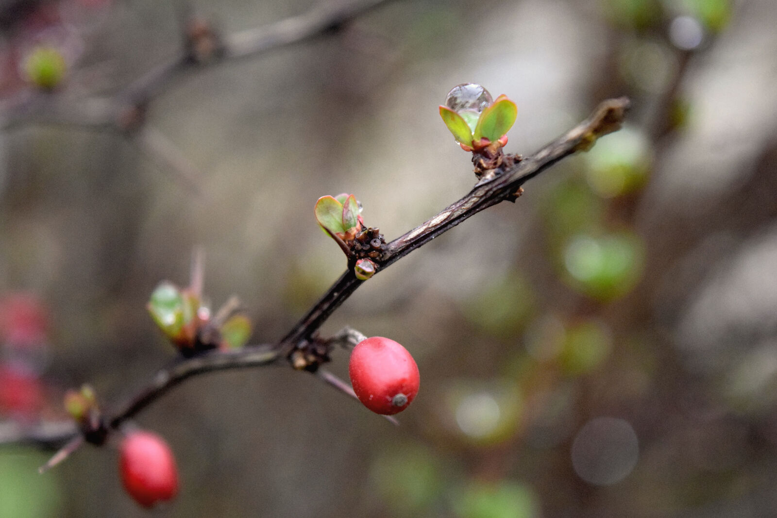 Nikon D3300 sample photo. Night, raindrop, spring photography