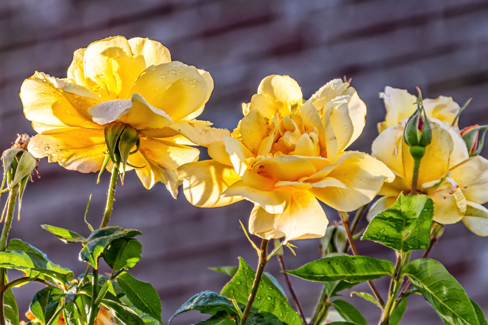 Canon EOS 650D (EOS Rebel T4i / EOS Kiss X6i) sample photo. Roses, yellow, green photography