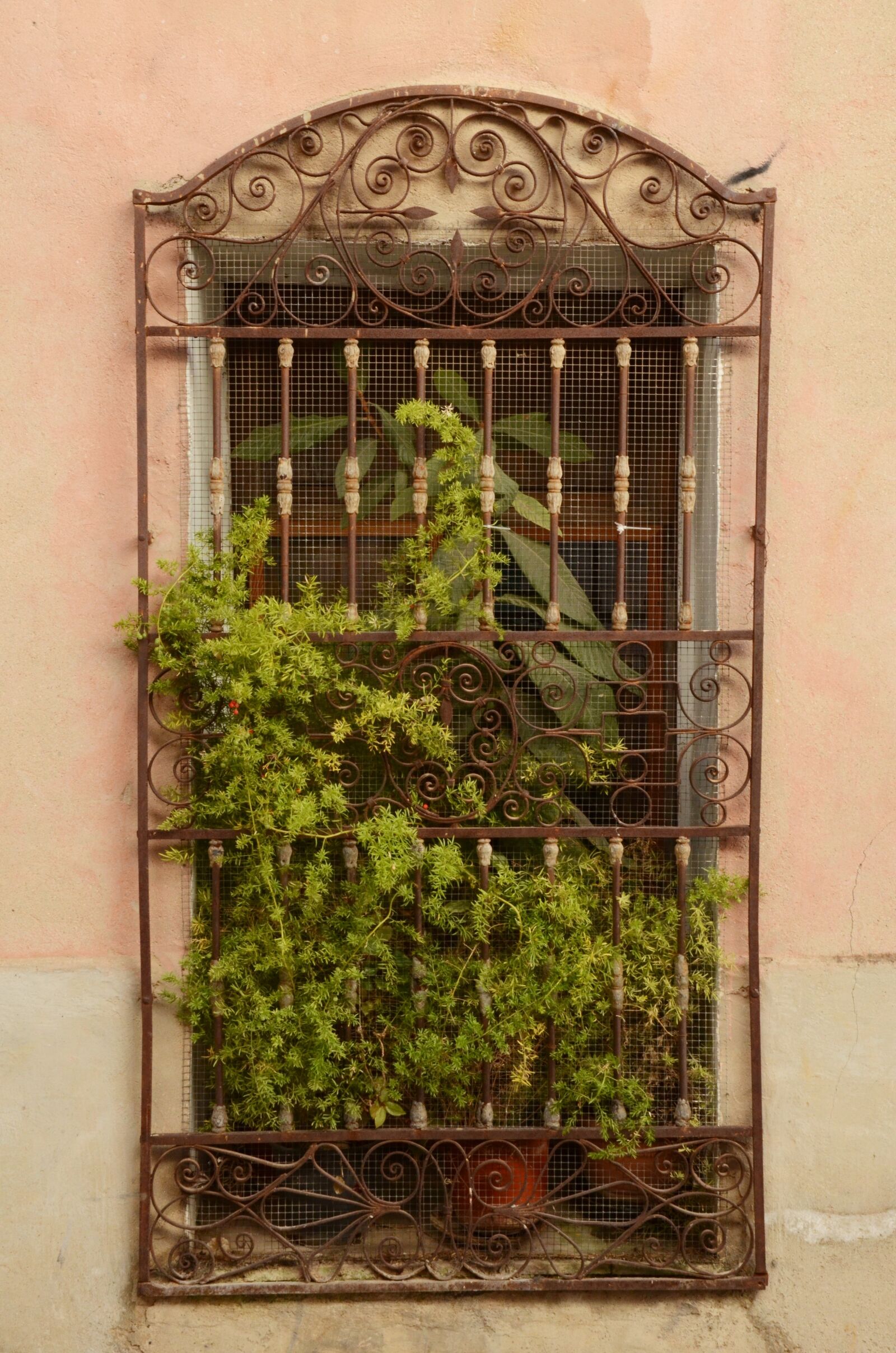Nikon D7000 sample photo. Window, plant, window sill photography