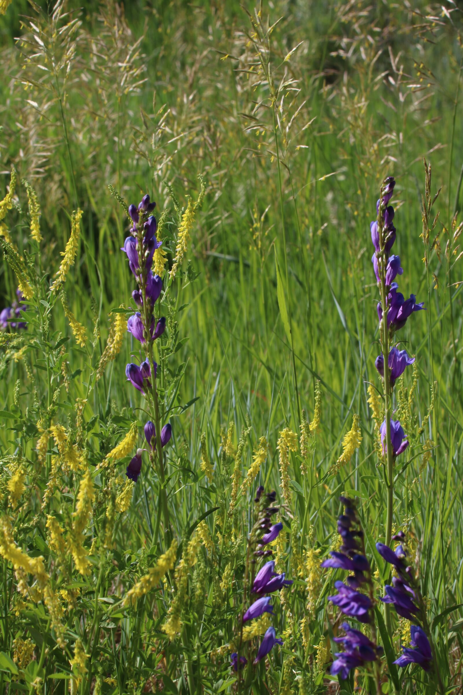 Canon EF 100-400mm F4.5-5.6L IS USM sample photo. Wildflower, purple, nature photography
