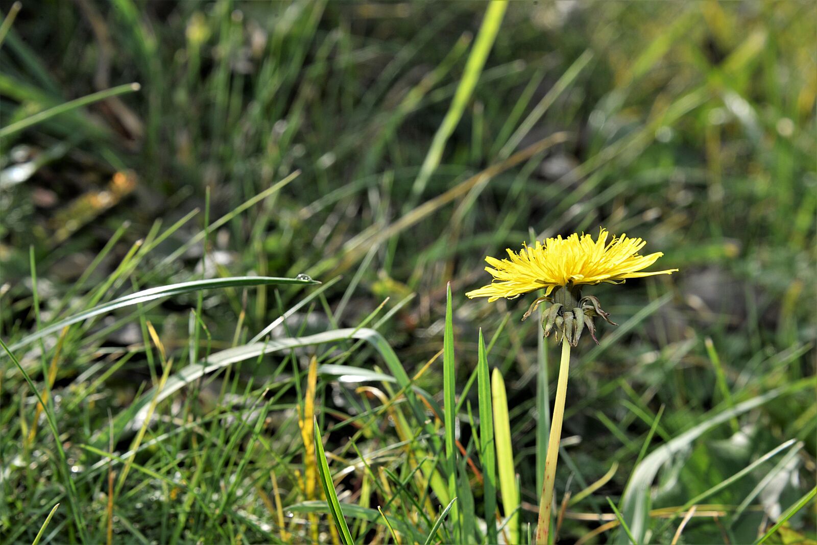 Nikon D610 sample photo. Dandelion, meadow, blossom photography