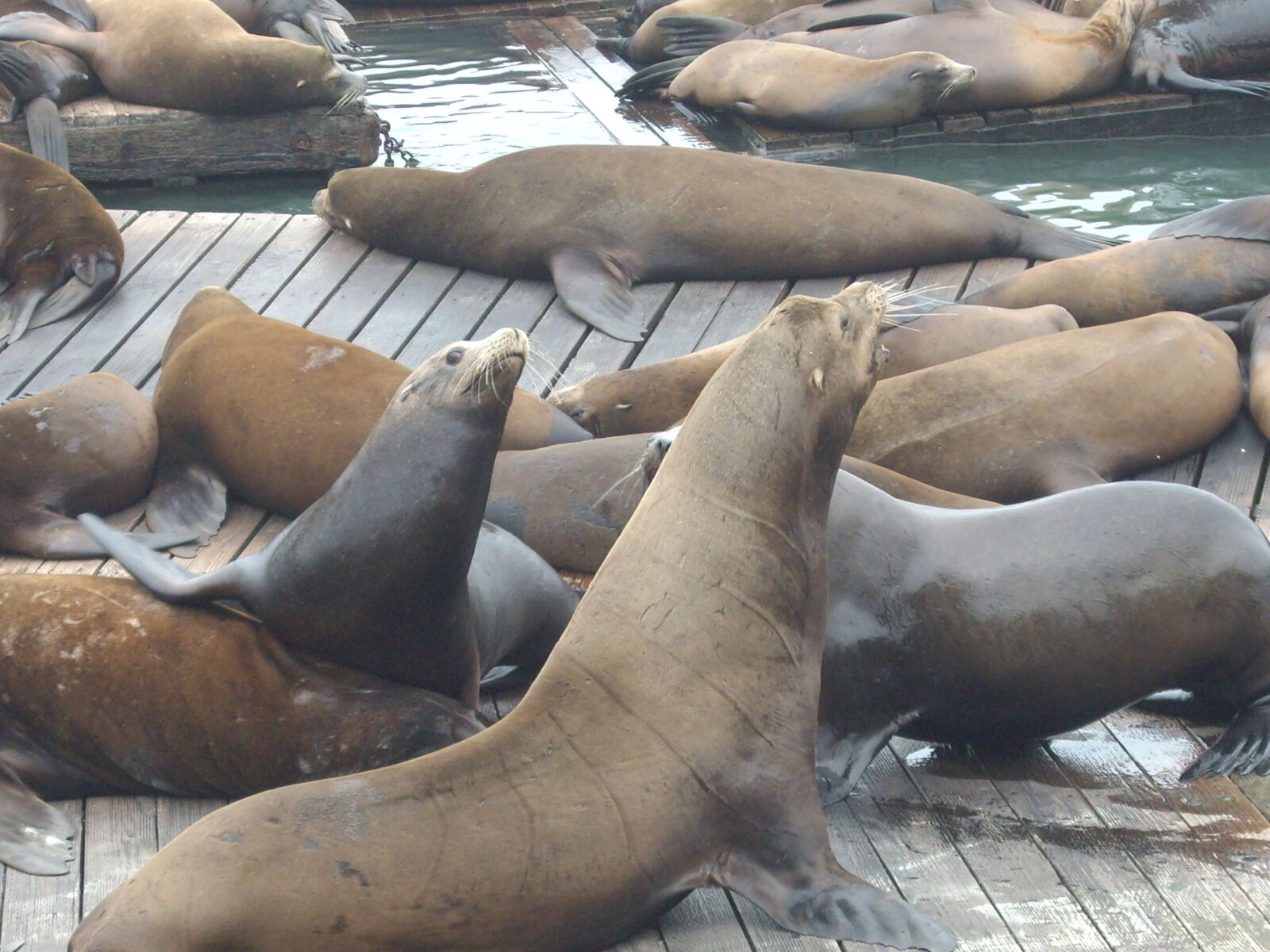 Pentax OPTIO S6 sample photo. Seals, walruses, bay photography