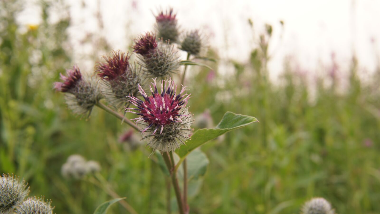 Sony SLT-A55 (SLT-A55V) + Sony DT 18-55mm F3.5-5.6 SAM sample photo. Agrimony, burdock, wildflowers photography