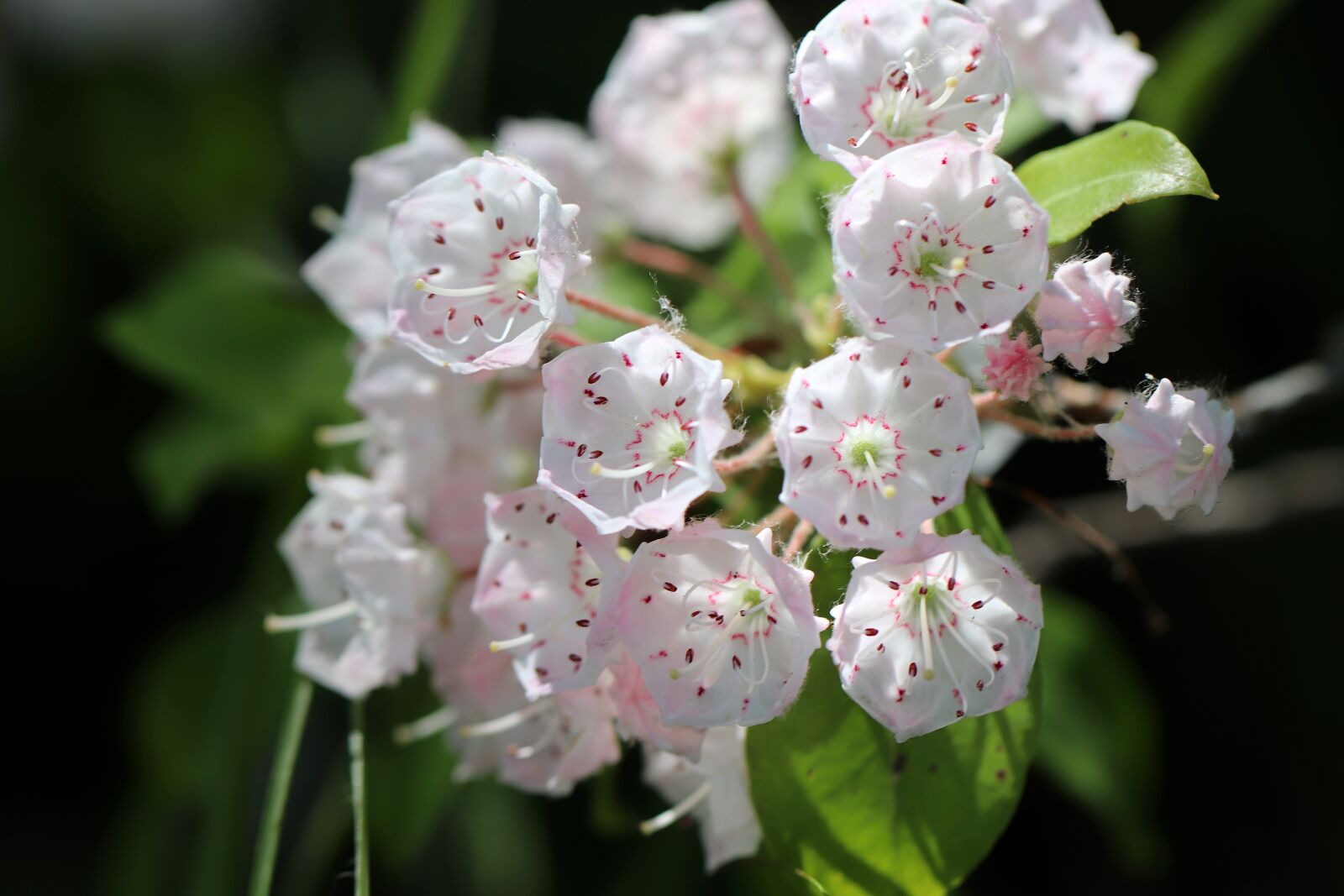 Canon EOS 800D (EOS Rebel T7i / EOS Kiss X9i) + Canon EF 100mm F2.8L Macro IS USM sample photo. Mountain laurel, laurel rose photography