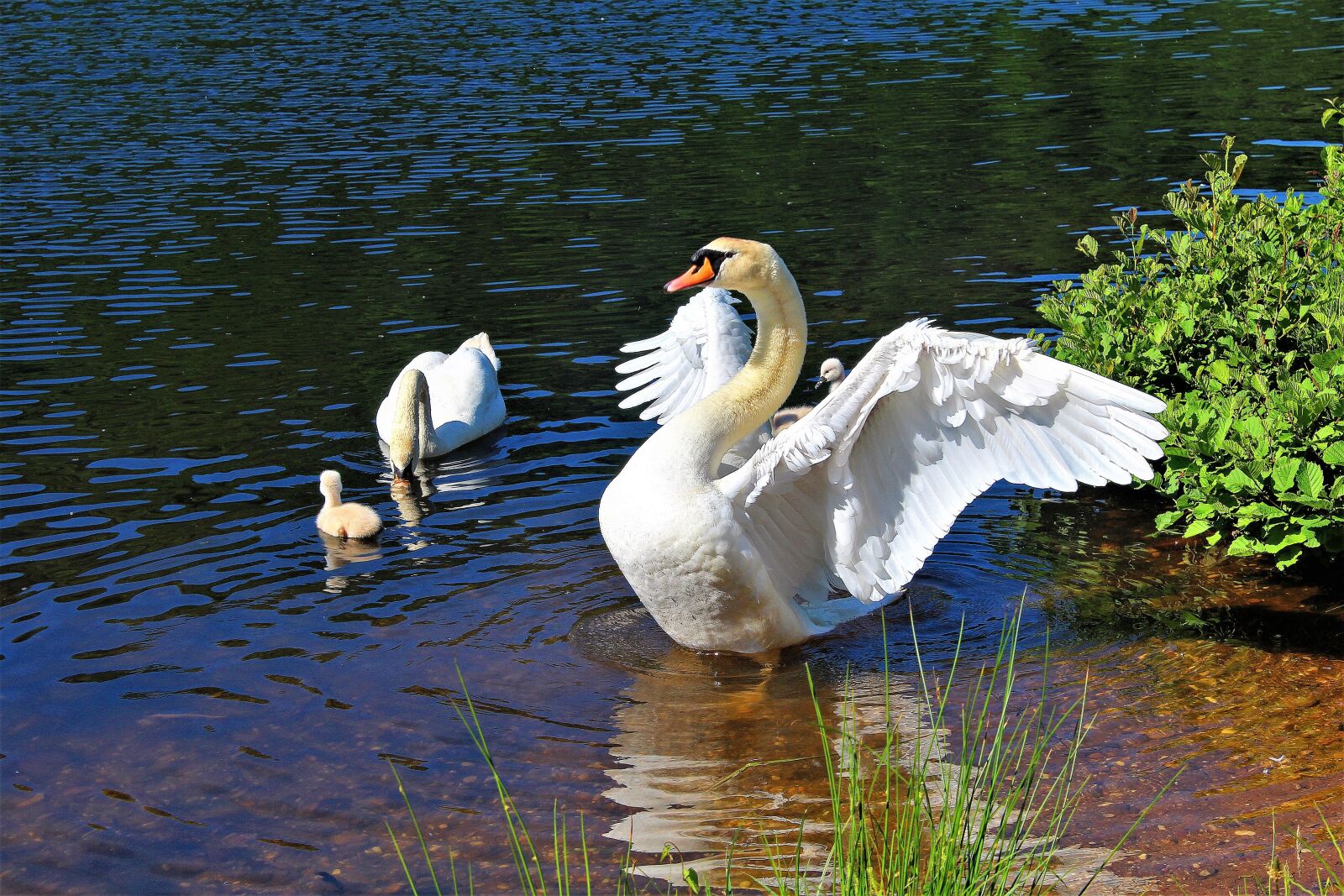 Canon EOS 1200D (EOS Rebel T5 / EOS Kiss X70 / EOS Hi) sample photo. Swan, swan family, fish photography