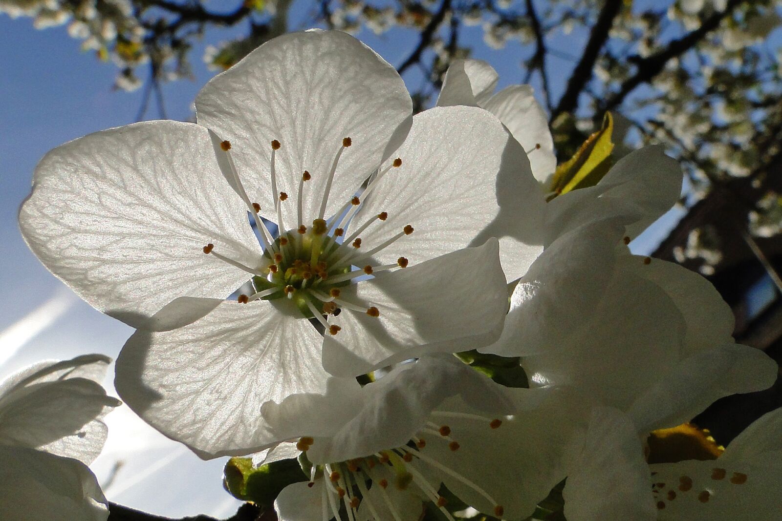 Sony Cyber-shot DSC-HX1 sample photo. Flower, cherry, white photography