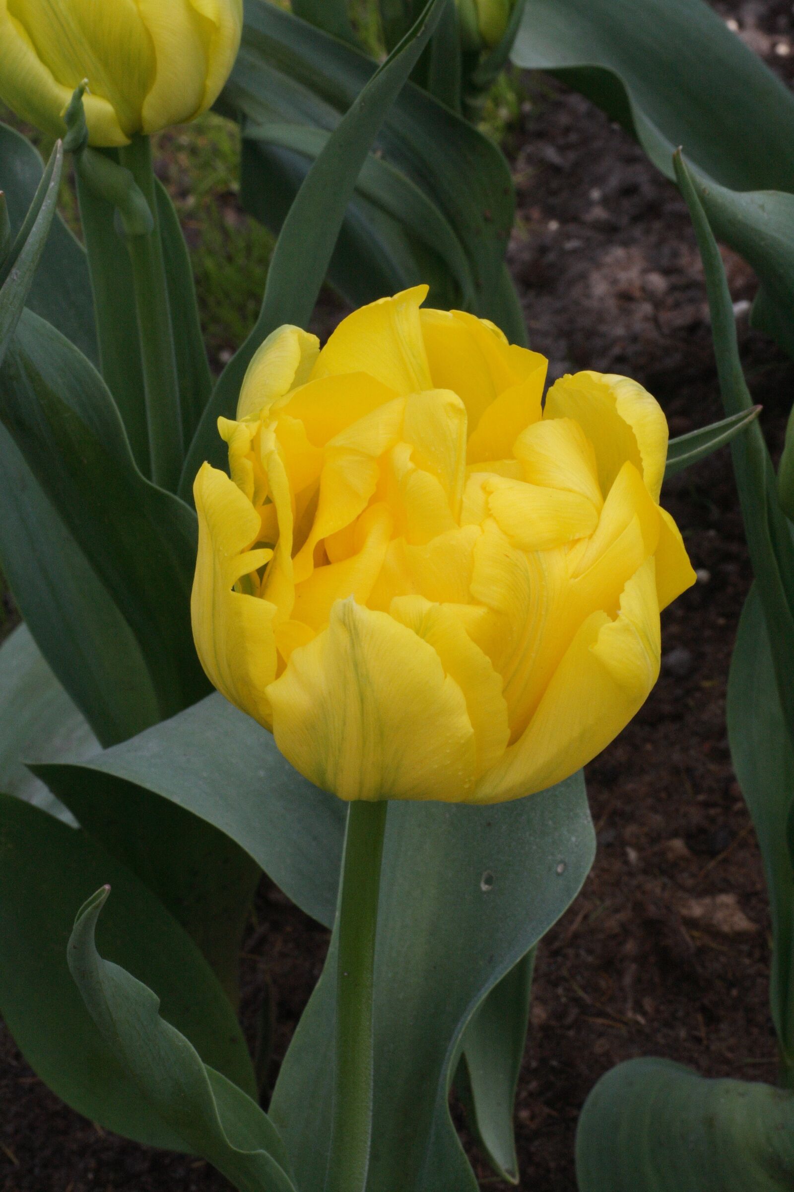 Canon EOS 400D (EOS Digital Rebel XTi / EOS Kiss Digital X) sample photo. Tulip, yellow, double photography