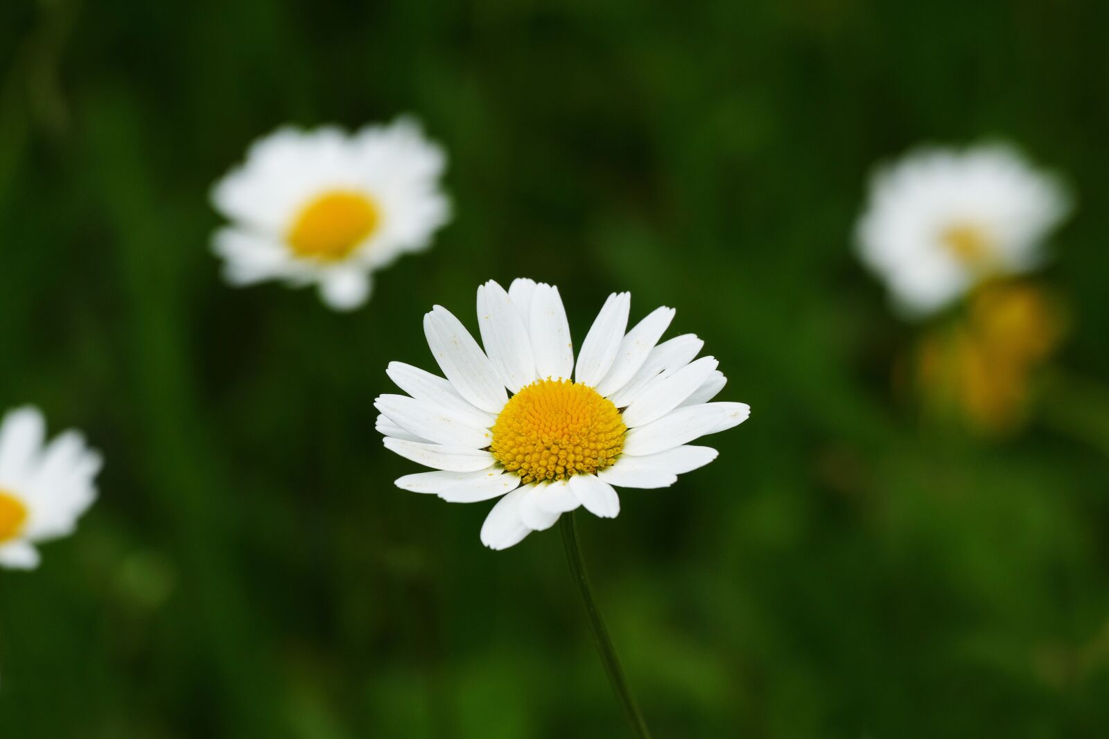 Leica V-Lux (Typ 114) sample photo. Marguerite, leucanthemum vulgare, flowering photography