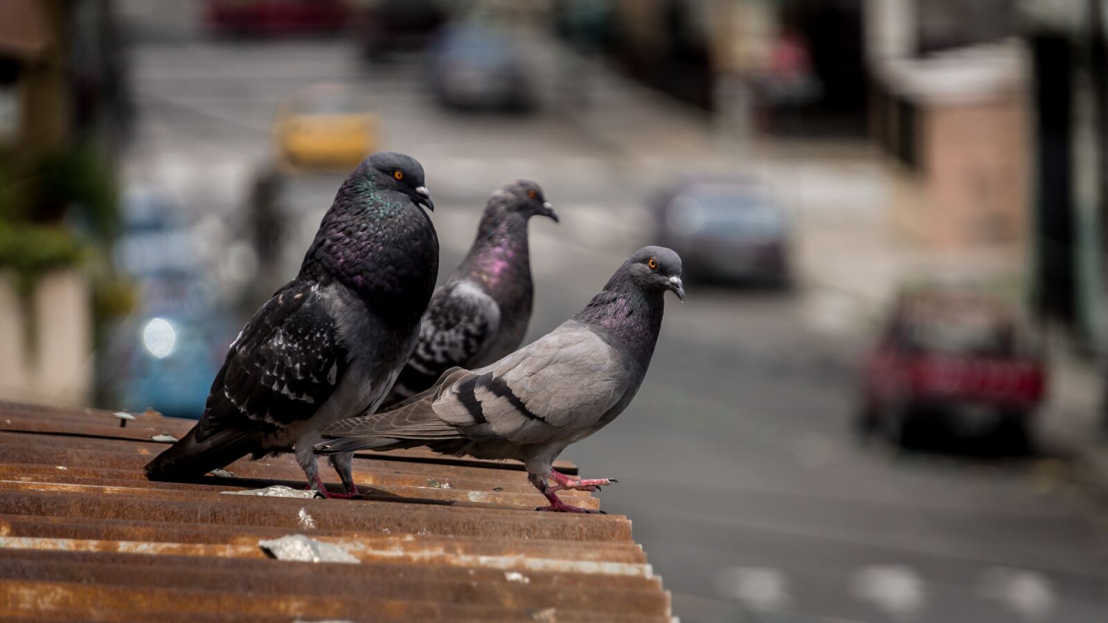 Sony a6000 sample photo. Photo, dove, animal photography