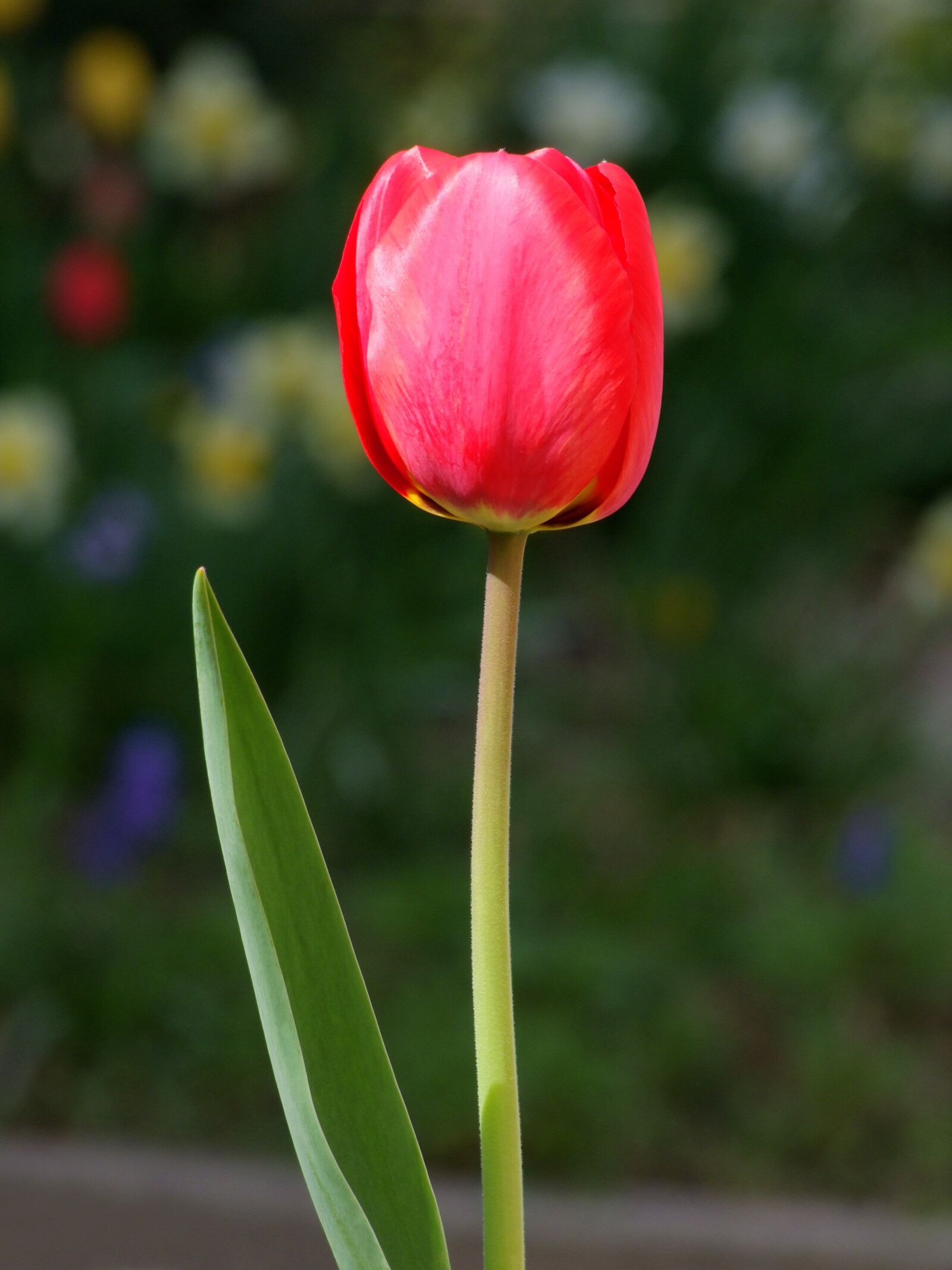 Fujifilm FinePix S100fs sample photo. Tulip, flower, red tulip photography