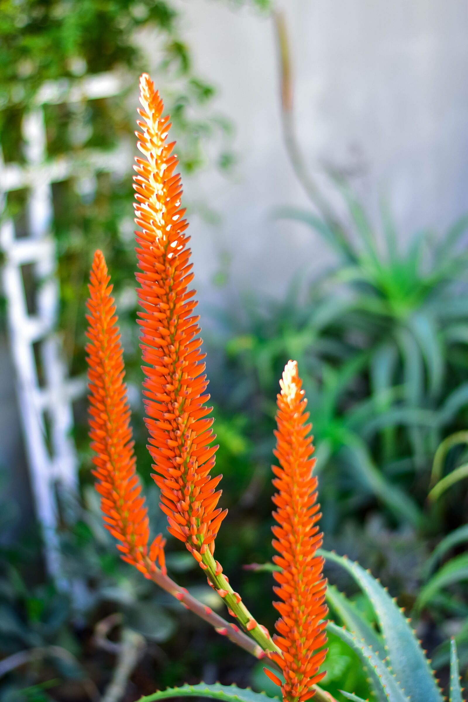 Nikon D5500 sample photo. Aloe, flower, garden photography